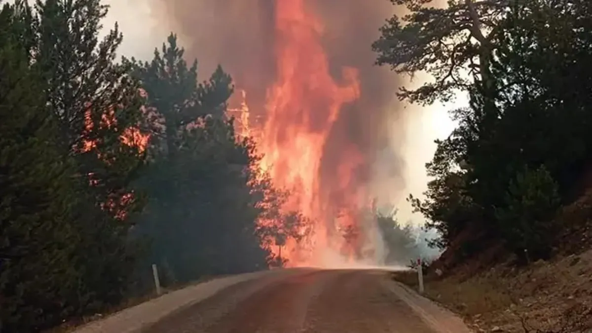 Bolu Göynük'te orman yangını!