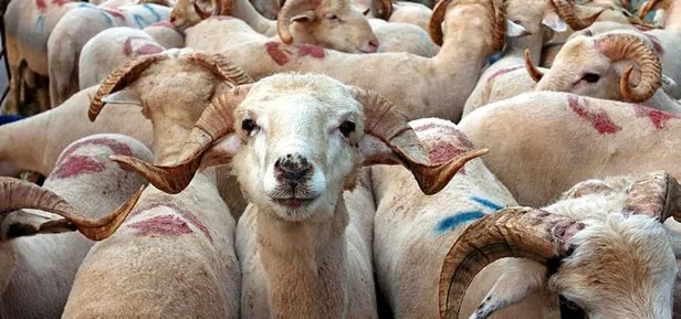 Son dakika haberi: Diyanet İşleri Başkanlığı'ndan flaş Kurban Bayramı açıklaması! İşte kurban kesiminde uyulması gereken kurallar-3