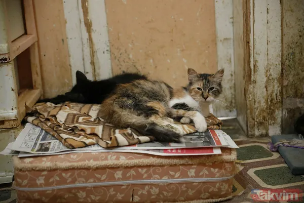 Büyükada'da salgın! 4 ayda 700 kedi Feline Enfeksiyoz Peritonit (FIP) hastalığından öldü! Hayvanseverler CHP'li belediyeyi kayıt tutmadığı için suçladı - 32