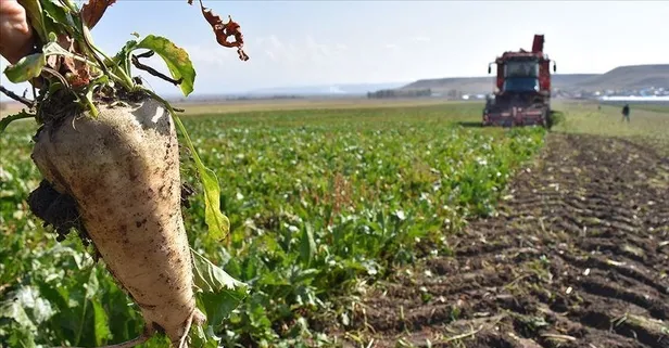 10 yıl sonra ilk hasat yapıldı