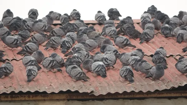 dondurucu-soguga-ragmen-her-sabah-bekliyorlar-1609501006246.jpg Dondurucu soğuğa rağmen her sabah bekliyorlar-3