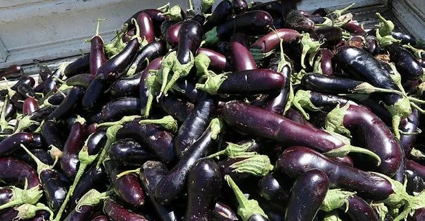 Acı patlıcan