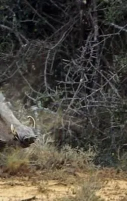 Yırtıcıların av kavgası
