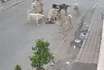 Başıboş sokak köpekleri kediyi parçaladı: O anlar saniye saniye kamerada