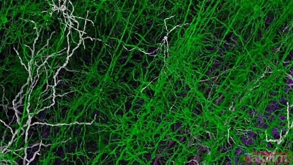 10 milyon nöron 26 milyar bağlantı! İşte dijital beynin ilk görüntüsü... - 8