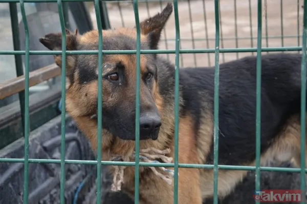 SON DAKİKA: Türkiye Bitlis Adilcevaz'da köpek tarafından ısırılan ve kuduz tespit edilen 10 yaşındaki Mustafa Erçetin'e üzülüyor! İşte son durumu - 16