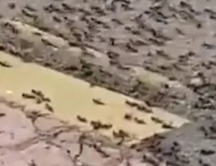 Çekirge istilasından sonra şimdi de karınca istilası! Dünya bu görüntüyü konuşuyor