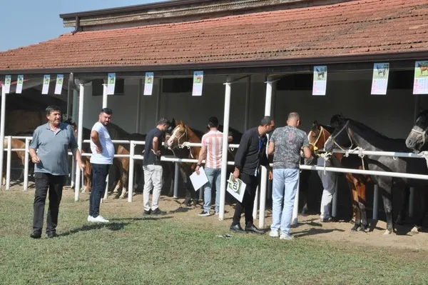 ev-fiyatina-tay-tigemin-karacabey-harasinda-duzenledigi-satista-balki-tay-isimli-arap-ati-800-bin-liraya-alici-1655276414731.jpg Ev fiyatına tay! TİGEM'in Karacabey Harası'nda düzenlediği satışta Balkı Tay isimli Arap atı 800 bin liraya alıcı buldu-6