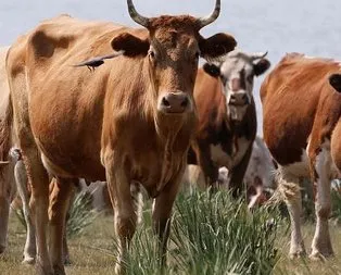 İnek kesen 7 kişi gözaltına alındı