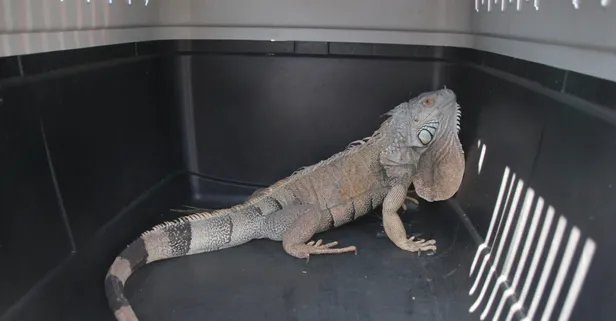 Bodrum'da yaşlı kadına şok! Uyandığında karşısında iguana gördü