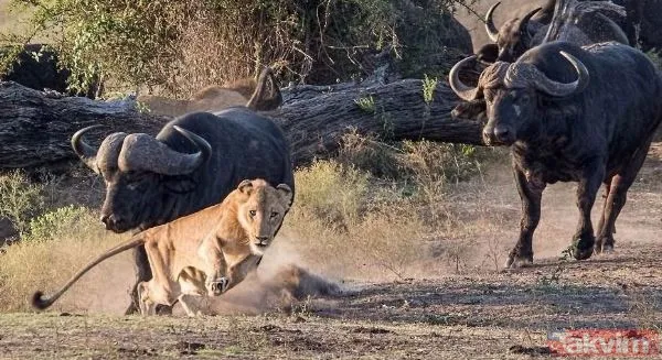 Ava giderken avlandı! Bir anda bufaloların arasında kalan aslanın zor anları (Aslan - Bufalo kavgası) - 7