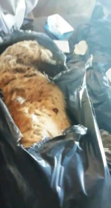 Skandal görüntüler! Diyarbakır'da barınaktaki köpeklerin bakımsızlıktan öldüğü iddiası-6