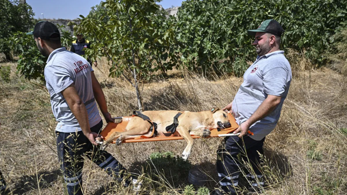 Ayhan Özçelik'in ölümünden sonra Fatih Belediyesi başıboş köpekleri toplamaya başladı