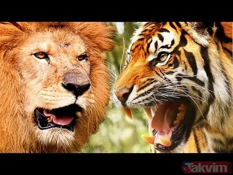 Aslan ve kaplanın (kavgası) karşılaşması hayrete düşürdü! - 3