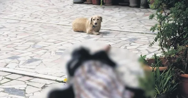 Gerçek dost!
