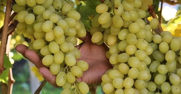 Üzümün faydası saymakla bitmiyor