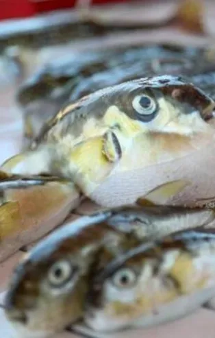 Balon balıklarının zehrinden üretilecek! Siyanürden 1200 kat daha güçlü... Denemeler başladı