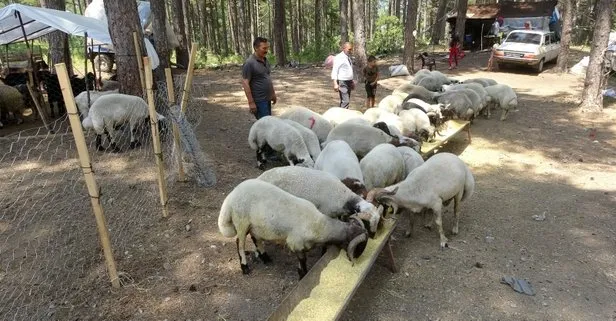 Osmaniye’de 5 boynuzlu kurbanlık koçla herkes fotoğraf çektirmek istiyor