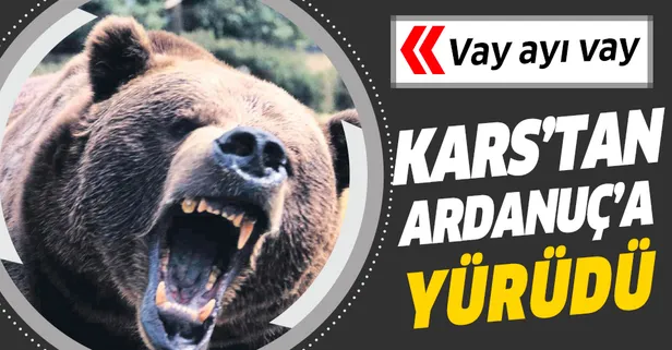 Vay arkadaş! Boz ayı bin 33 kilometre yürüyerek Ardanuç’a gitti
