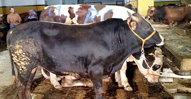 kurban bayrami ne zaman kurban bayrami