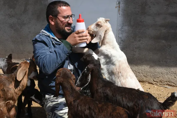 Müteahhitliği bıraktı! Keçi çiftliği kurdu! Süt siparişlerine yetişemiyor - 2