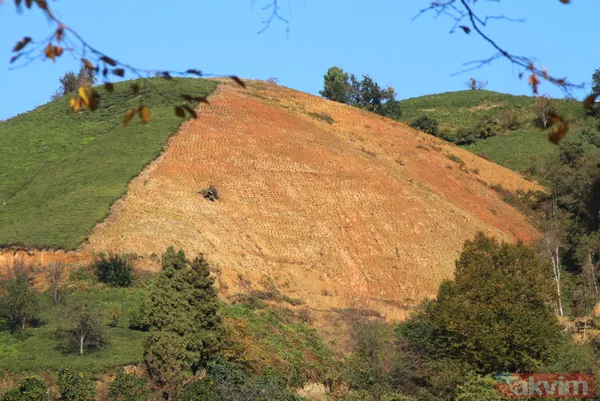 Doğu Karadeniz'i bekleyen büyük facia! Kaçak çaylıklar için ormanlar kesiliyor - 15