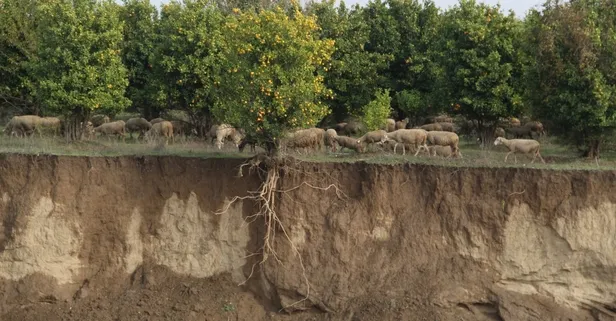 Aşırı yağış, ağacın kökünü ortaya çıkardı