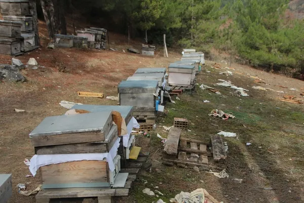 vay-ayi-vay-elektrikli-tellerle-cevrili-kovanlara-topragi-kazarak-ulasti-1641295038689.jpg Vay ayı vay! Elektrikli tellerle çevrili kovanlara toprağı kazarak ulaştı-4