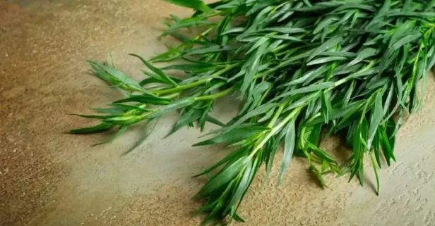 Tarhun diş ağrısına iyi gelir