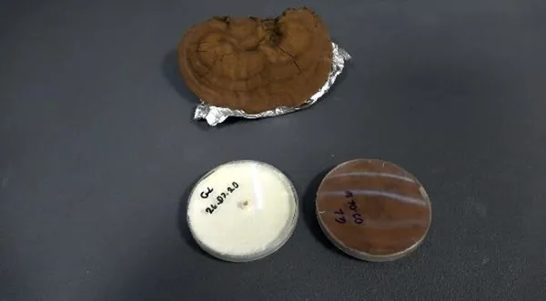 olumsuzluk-mantari-turkiyede-uretildi-kilosu-3-bin-lira-1610778426776.jpg Ölümsüzlük mantarı Türkiye'de üretildi! Kilosu 3 bin lira-5