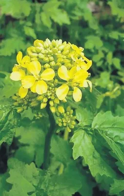 Hardal ateşi yakıyor