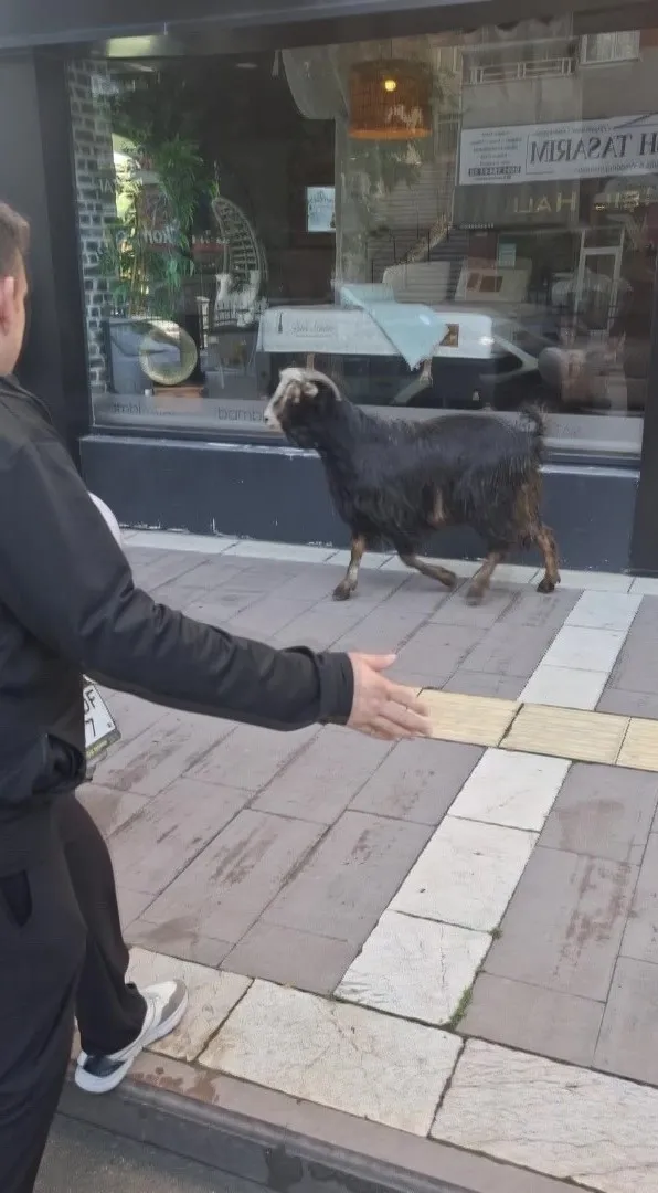 1779868885616.jpeg Yurt genelinde kaçan kurbanlıklar vatandaşa zor anlar yaşattı-5