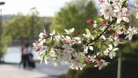 Kış bitiyor doğa uyanıyor! 3. cemre toprağa ne zaman düşecek?