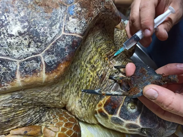 antalya-finikede-basindan-zipkinla-vurulmus-halde-bulunan-carette-caretta-tedavi-altina-alindi-1606127063690.jpg Antalya Finike'de başından zıpkınla vurulmuş halde bulunan carette caretta tedavi altına alındı-7