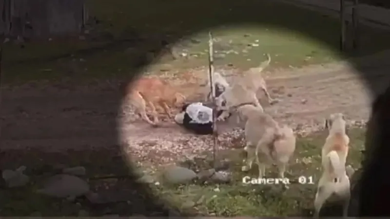 Sokakların güvenli olmasını isteyenler başıboş köpeklere çözüm bekliyor! Tehlike sadece saldırı değil: 2023'te 438 bine ulaştı | Kist hidatik nedir?-4