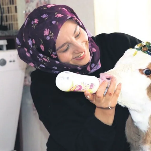Evin bebeği buzağı Nisan