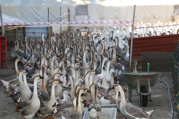 Akkuş'ta "kaz çiftliği" kurdu siparişlere yetişemiyor-2