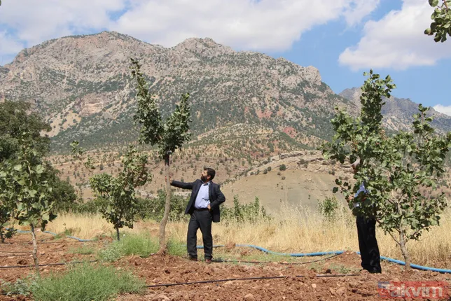 Bir dönem PKK'nın yuvalandığı Gabar ve Cudi dağlarında artık terörist değil fıstık yetişiyor