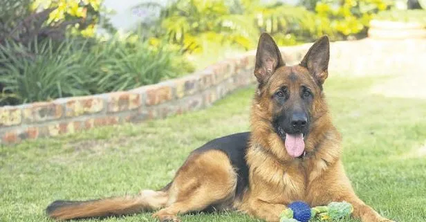 ABD’de Corona teşhisi konulan köpek öldü