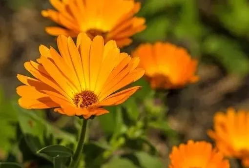 Adet sancısına aynısefa