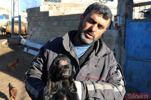 Görenler gözlerine inanamadı: Kilis'te gözleri alnının ortasında oğlak doğdu - 8