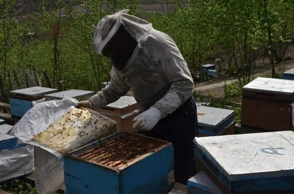 Cumhurbaşkanı Erdoğan'ın sözünü dinledi, bal kralı oldu-3