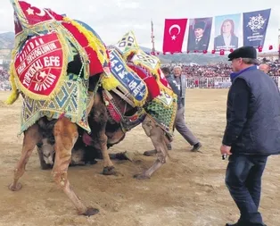 CHPli Özlem Çerçioğlu deve güreşinde yenileceğini anlayınca beraberlik kararı verdi!