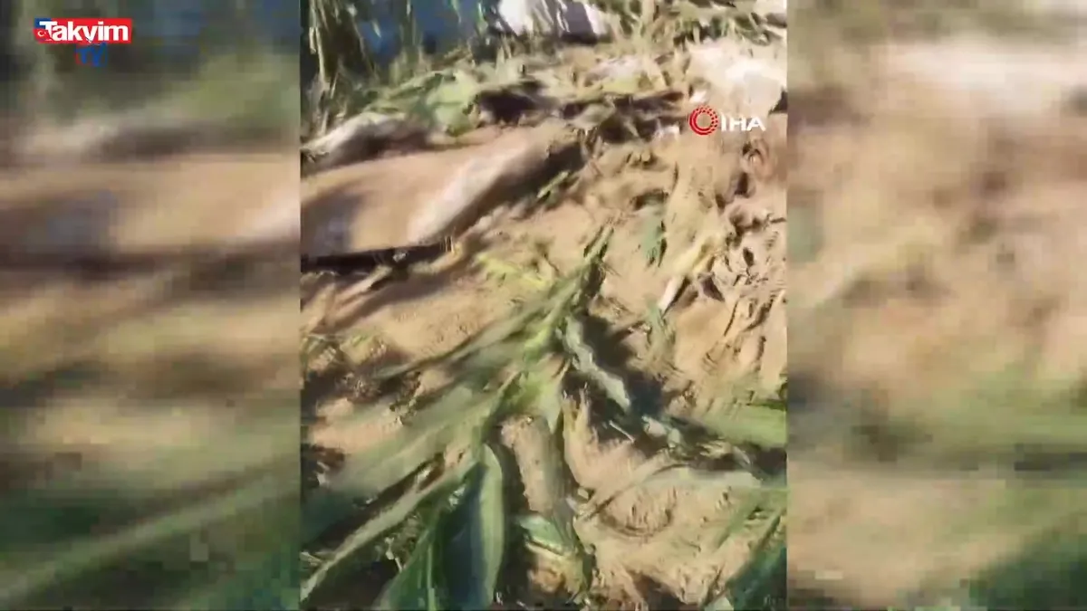 İzmir Torbalı'da eğitim uçağı düştü! Pilot hayatını kaybetti