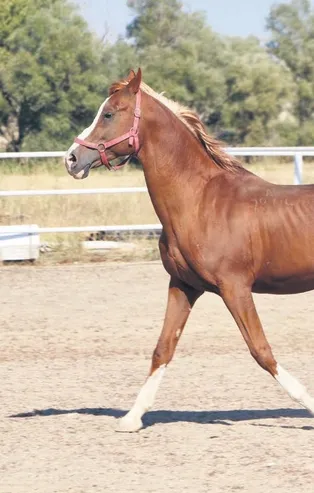 Şampiyon taylar Katar'da
