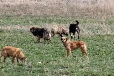 Başıboş köpek sorunu çözülecek