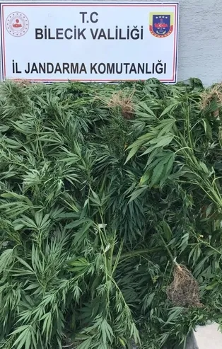 Bilecik'te kenevir eken şüpheli tutuklandı