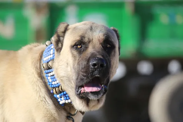 sadakatiyle-bilinen-kangal-kopegi-koyunun-basinda-iki-gun-bekledi-1621673215566.jpg Sadakatiyle bilinen Kangal köpeği koyunun başında iki gün bekledi-5