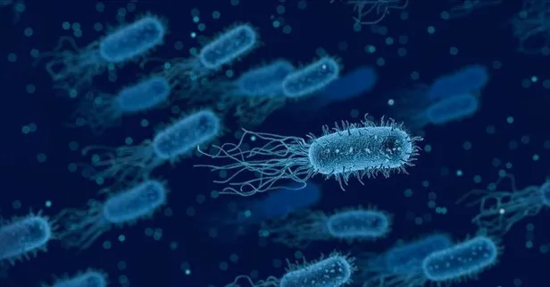 Kanser yiyen bakteri