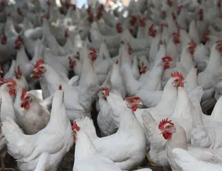 Türkiye’de geçen yıl kaç ton tavuk üretimi gerçekleşti?